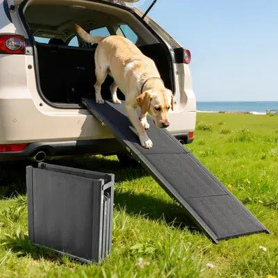 90 lb Rottweiler walking up a heavy duty dog ramp for SUV loading into a Subaru.