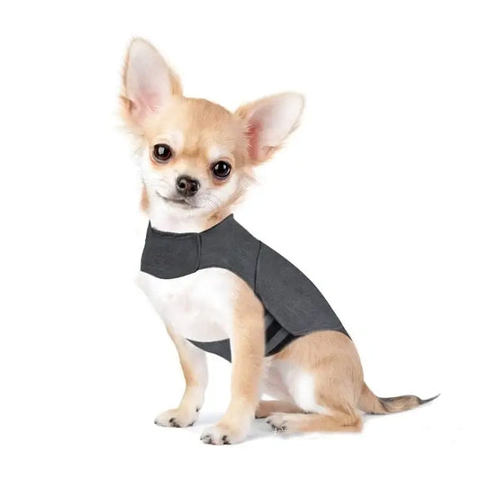 Chihuahua sitting in the Wagisk calming wrap XXS size on white background