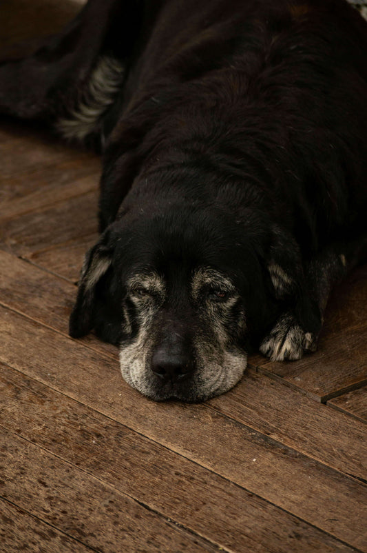 A senior black dog with a graying muzzle resting its head directly on a hard wooden floor, demonstrating a need for better in-home senior pet comfort and supportive bedding.
