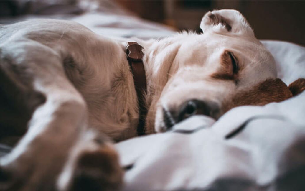 A light-colored older dog sleeping peacefully on a comfortable white bed sheet
