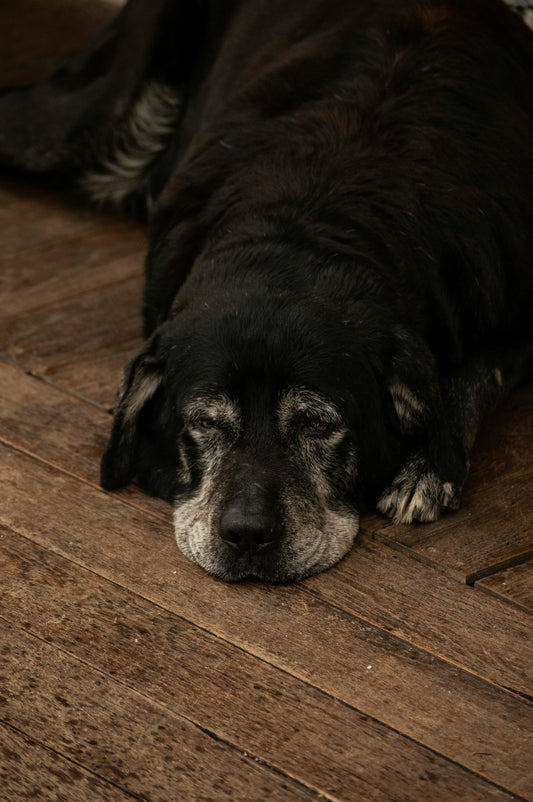 A senior black dog with a graying muzzle resting its head directly on a hard wooden floor, demonstrating a need for better in-home senior pet comfort and supportive bedding.
