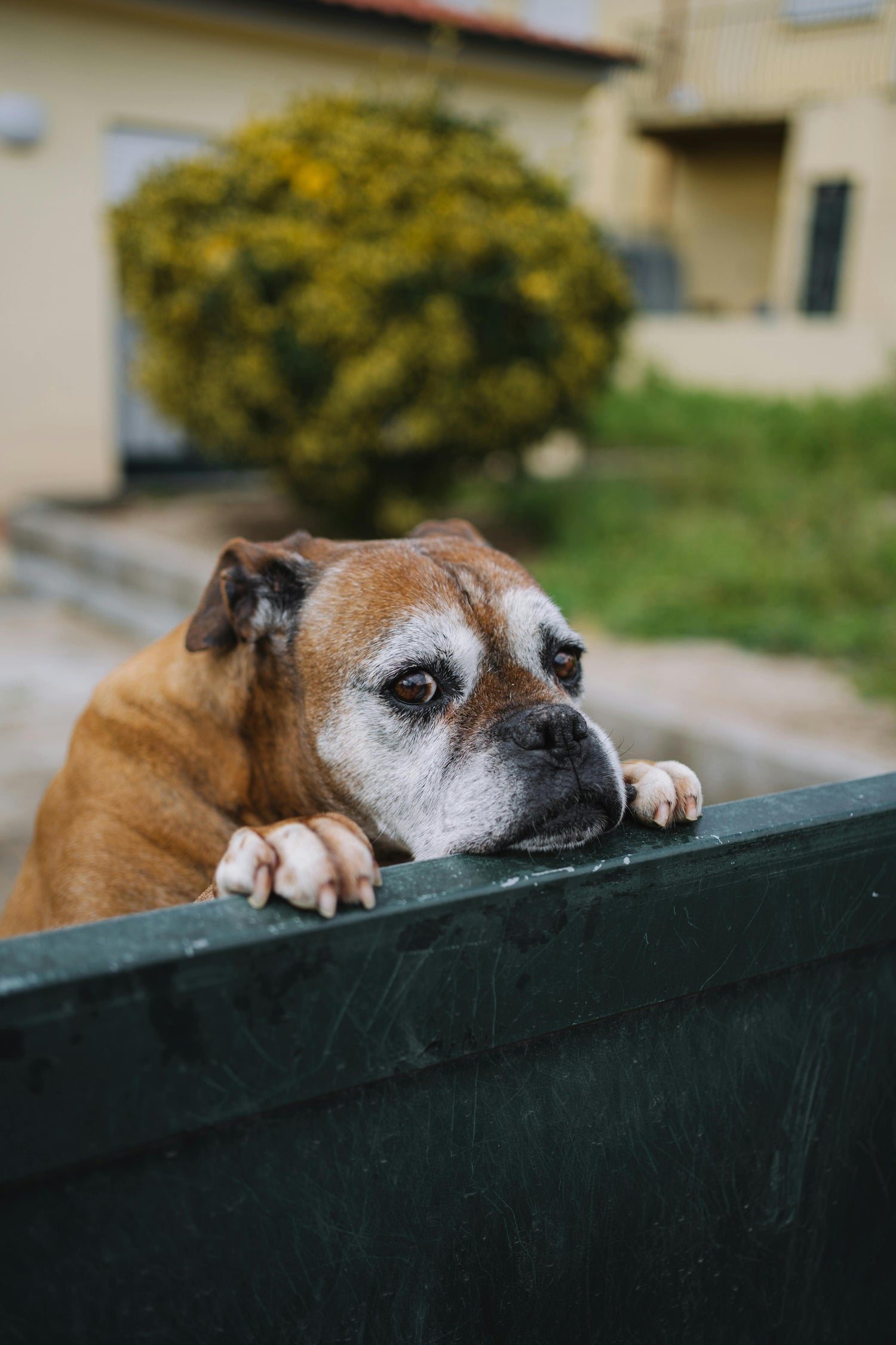 Senior Dog Joint Supplements & Mobility Aids | Wagisk