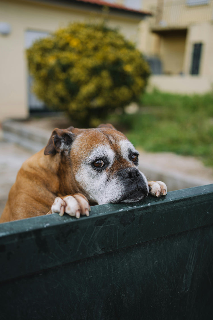Senior Dog Joint Supplements & Mobility Aids
