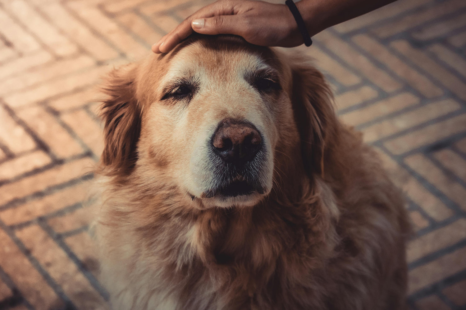 Calming Products for Senior Dogs | Comfort & Calm
