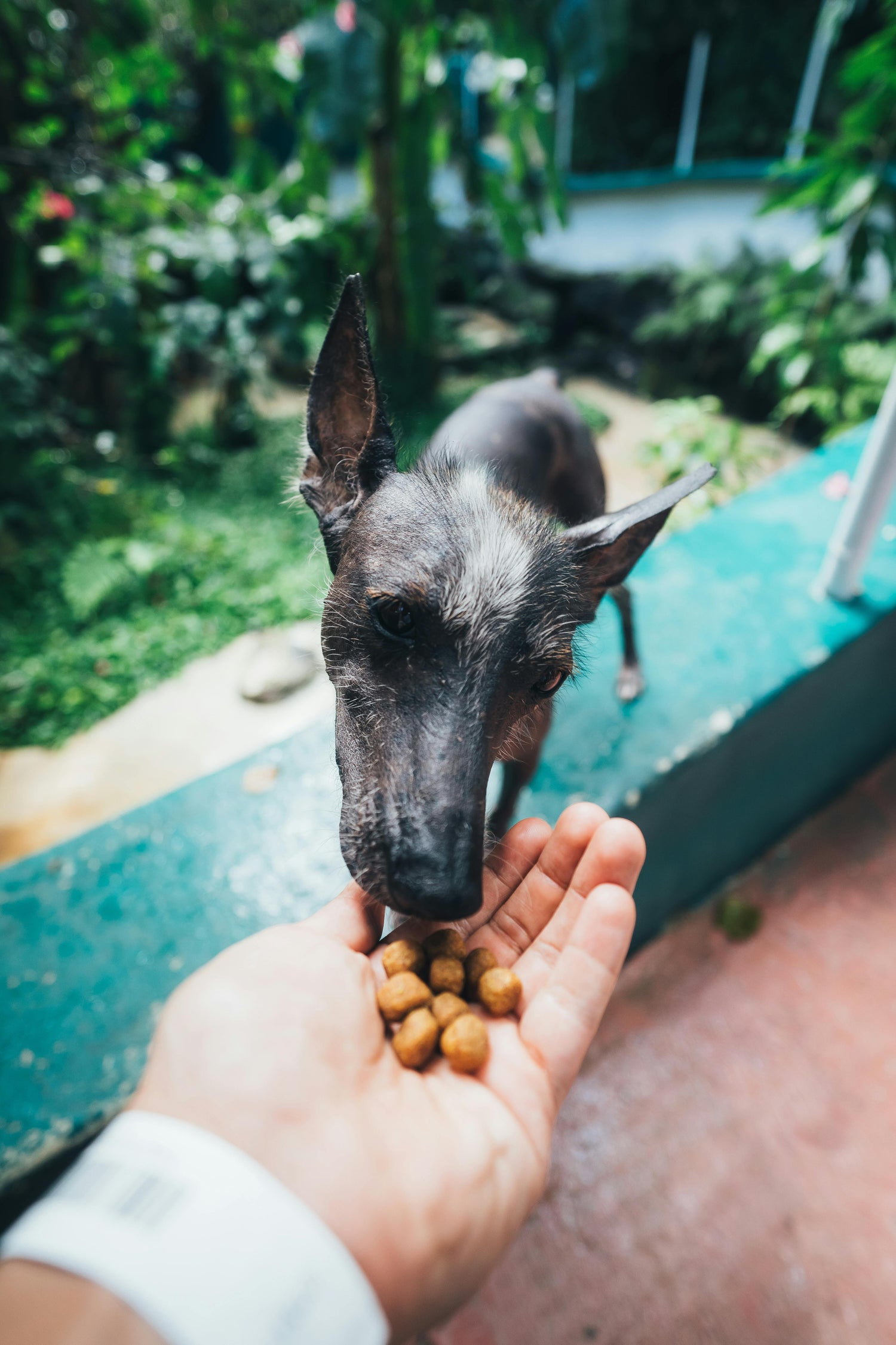 Senior Dog Nutrition & Hydration | Wagisk