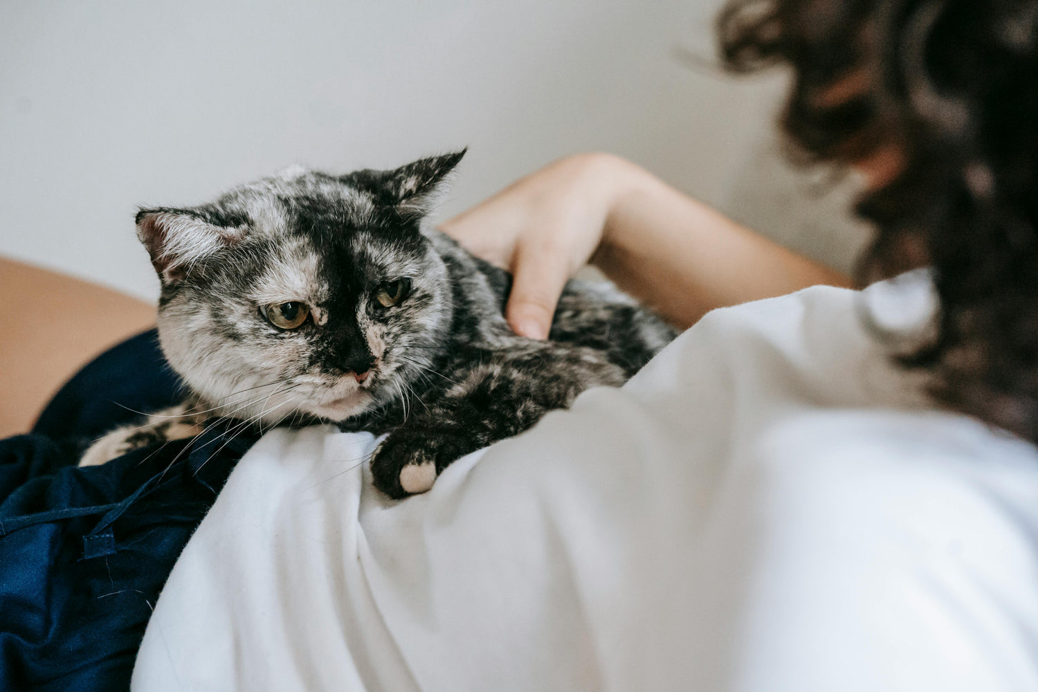 Senior Cat Wellness | All Senior Cats