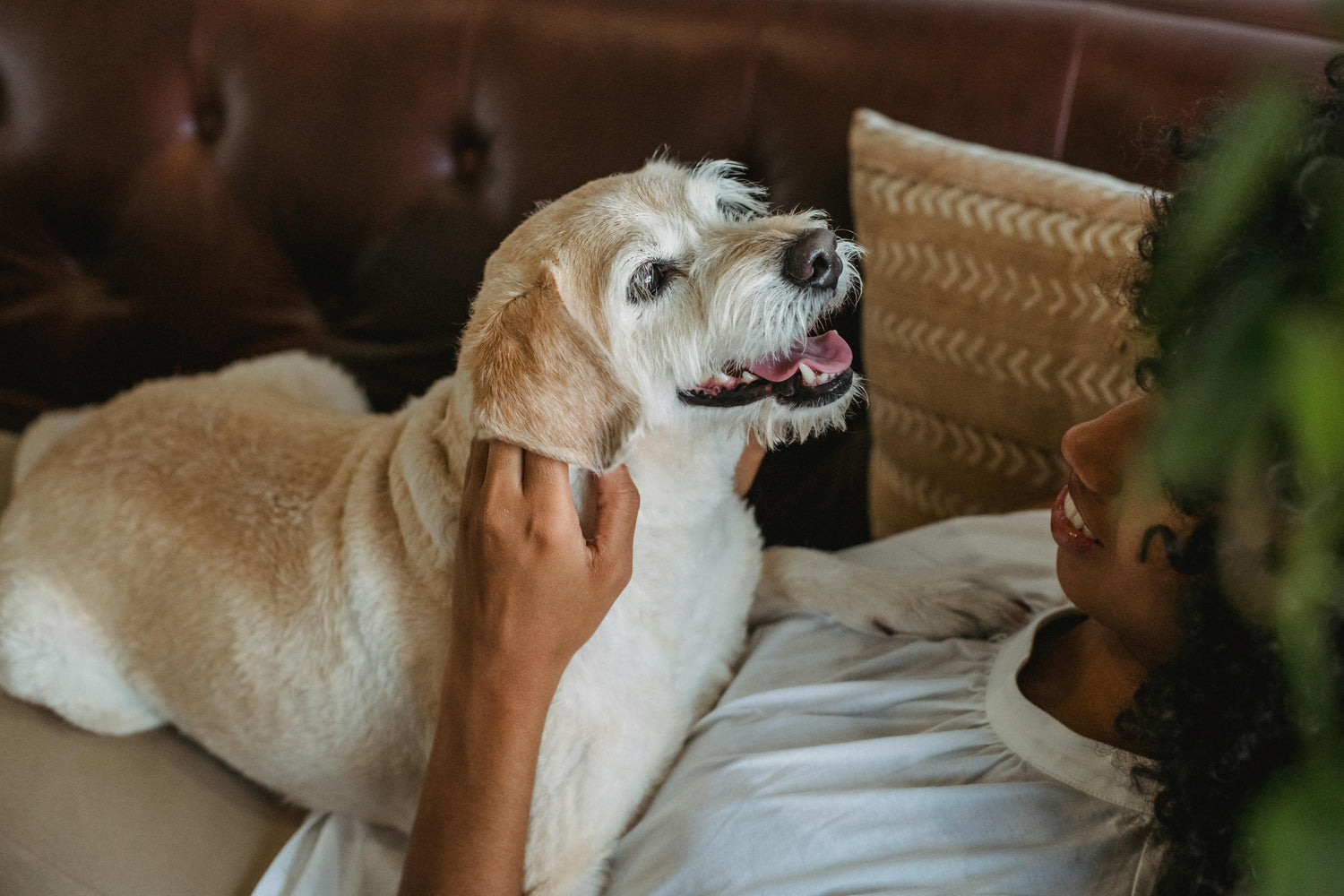 Senior Dog Wellness | All Senior Dogs