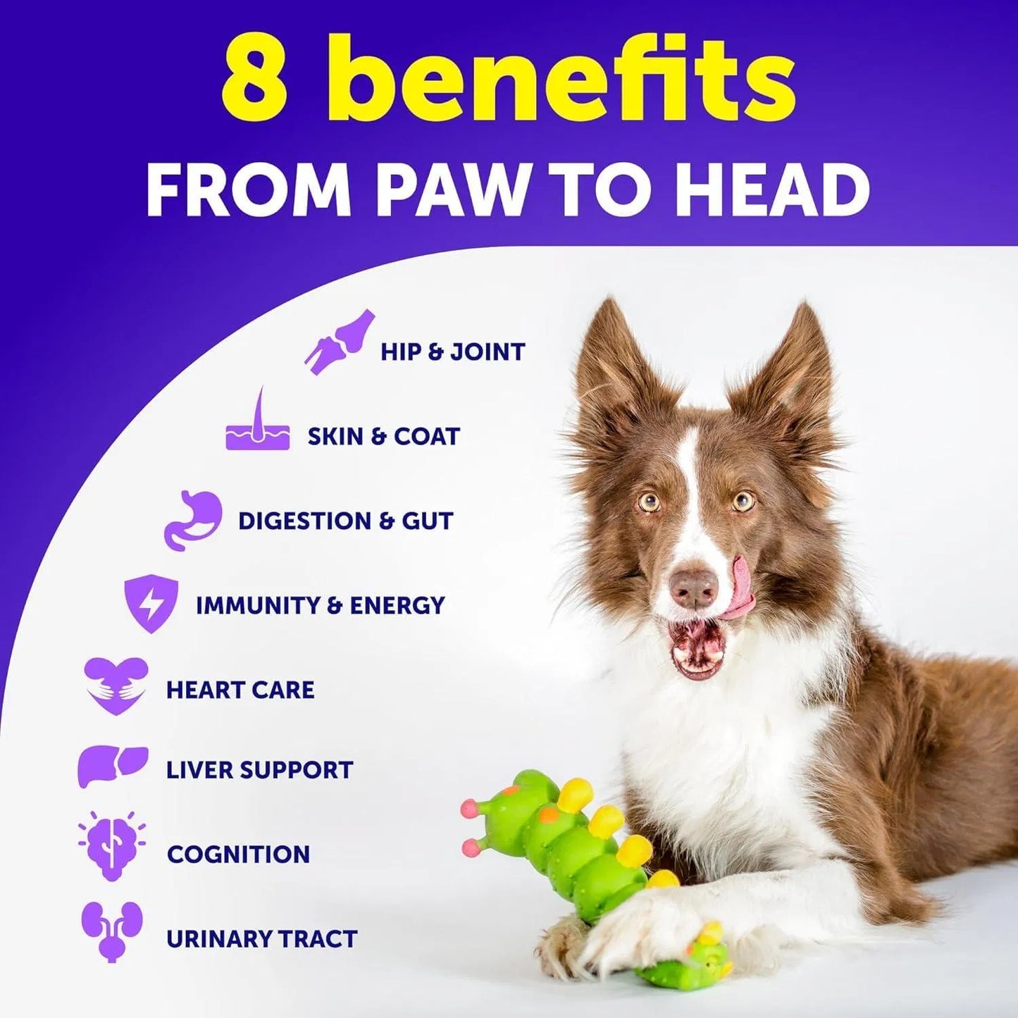 Multivitamin for dogs with 8 benefits — joints, coat, digestion, immunity, energy, heart, liver and cognition