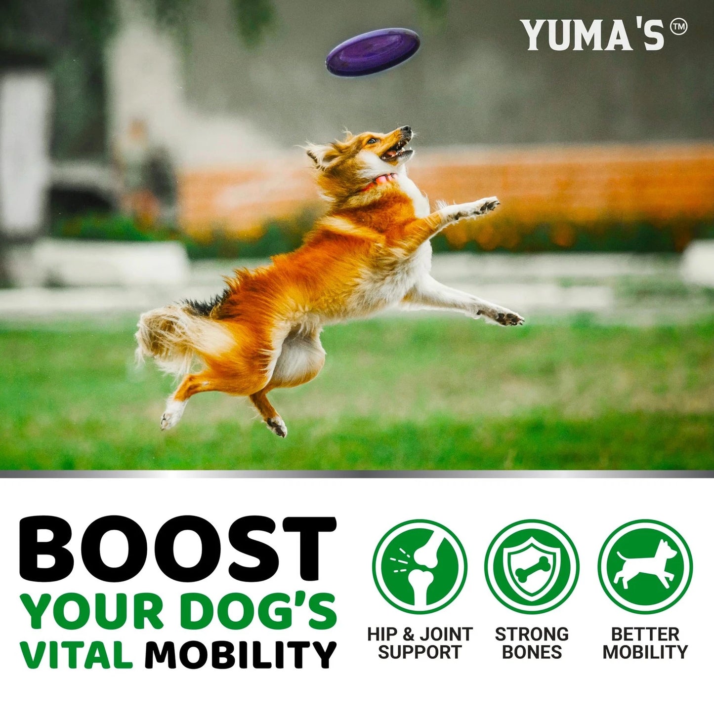 Glucosamine chews for dogs featured with a dog jumping for a frisbee, highlighting hip and joint support.