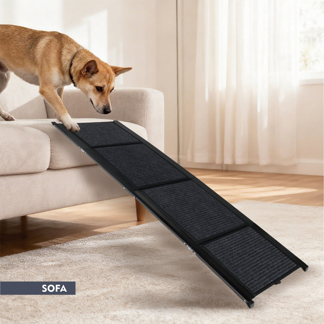 Dog using an extra long dog ramp for truck repurposed for gentle sofa or bed access