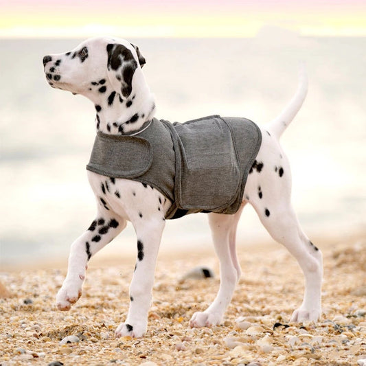 Dalmatian wearing the Wagisk anxiety wrap for dogs on a beach showing full freedom of movement