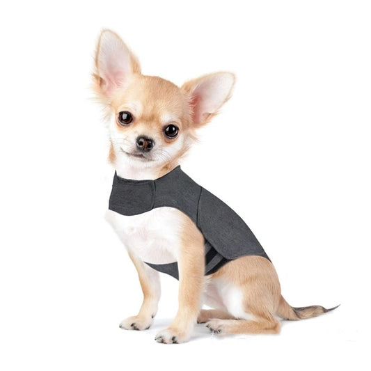 Chihuahua sitting in the Wagisk calming wrap XXS size on white background