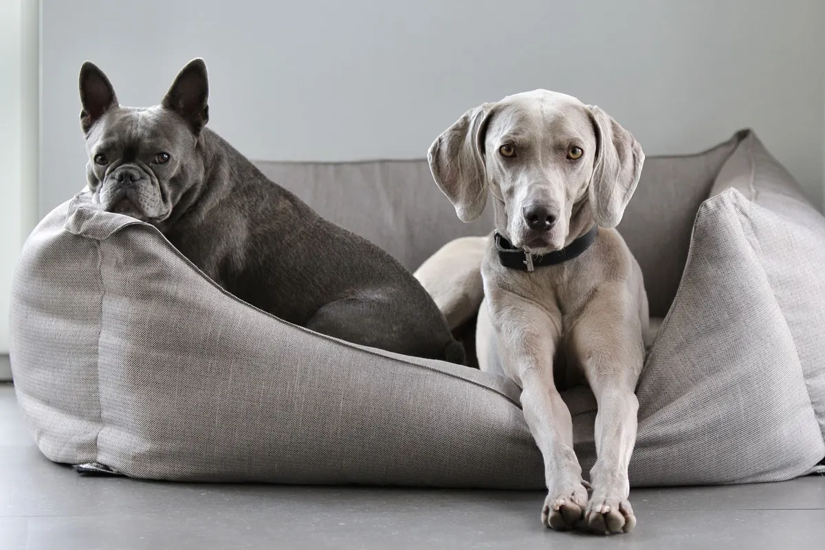 A grey Weimaraner and a French Bulldog lying in a grey dog bed with raised sides
